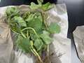 Infected soybean seedling