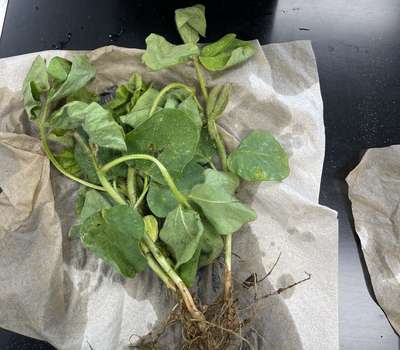 Infected soybean seedling
