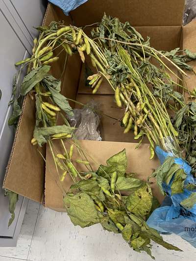 Soybean sample as it was received by clinic