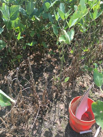 Soybeans in field