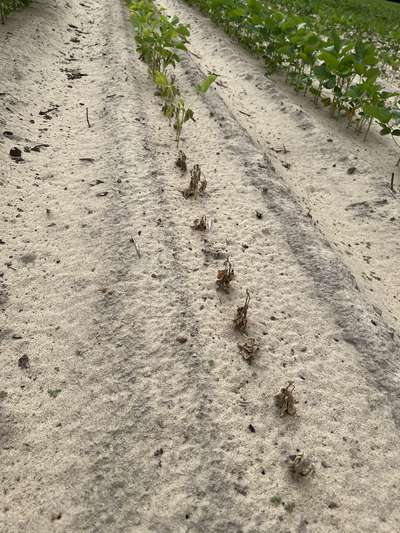 Soybean field