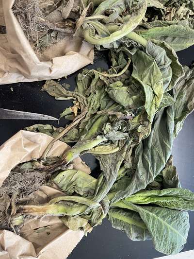 Close-up of tobacco plants with dark lesions on the stem