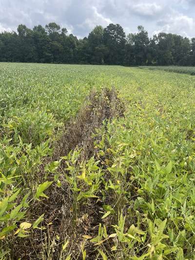 Soybean field