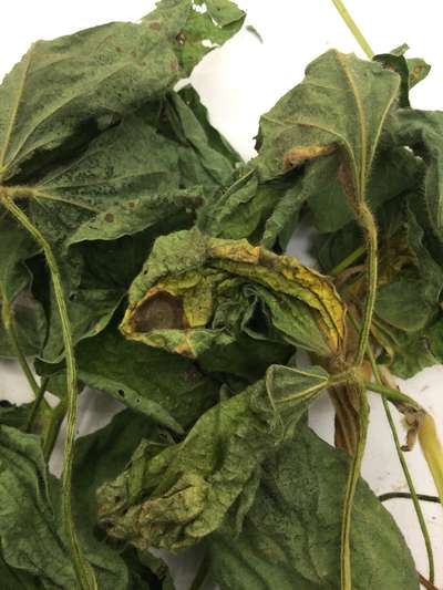 Soybean leaves
