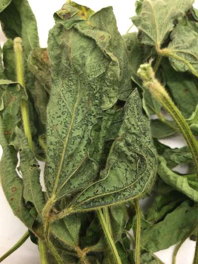 Soybean leaves