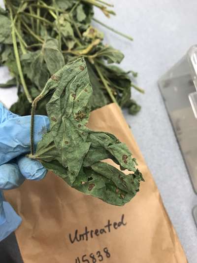 Soybean leaves