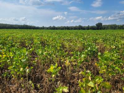 Affected field