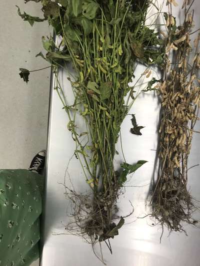 Soybean plants