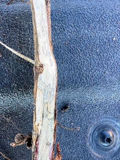 Up-close photo of a soybean stem cut open with discoloration