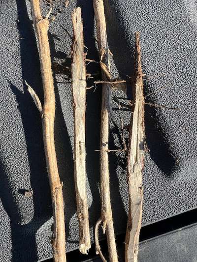 Up-close photo of a soybean stem cut open with discoloration