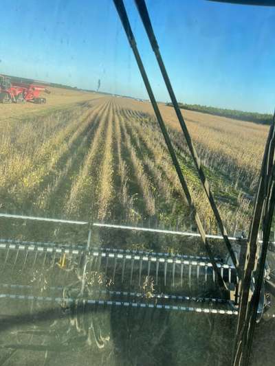 Broad photo of a soybean field shown from combine view of poor stand in patches