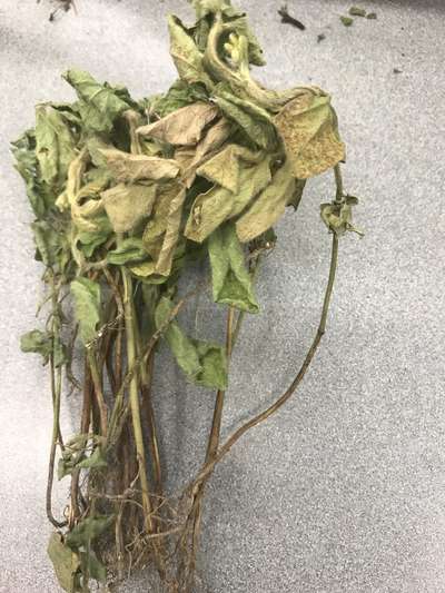 Soybean plant