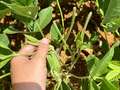Up-close photo of a soybean plant that is eaten at the stems and leaves.