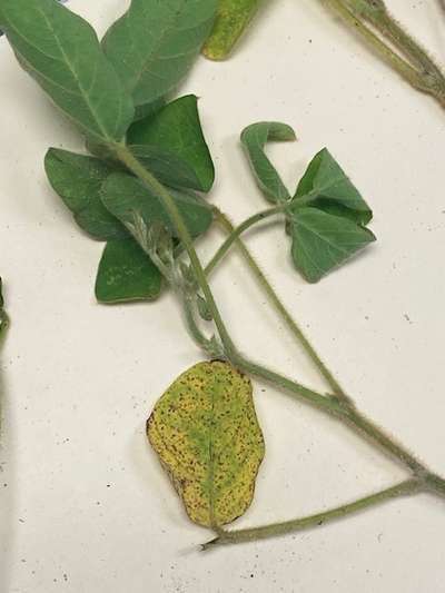 Soybean leaves