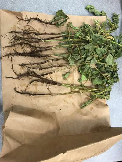 Soybean plants
