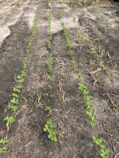 Broad photo of multiple plants showing injury from beet armyworm