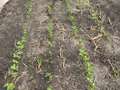 Broad photo of multiple plants showing injury from beet armyworm