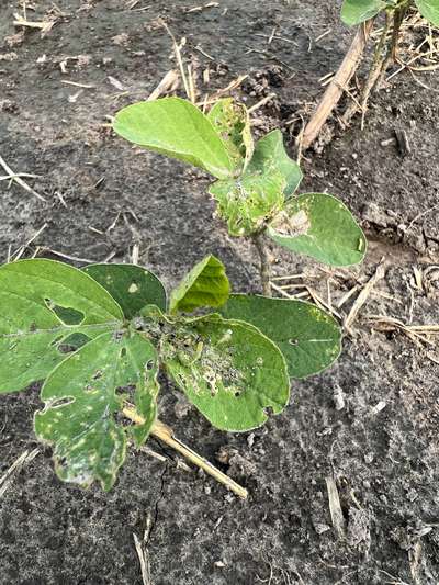 Up-close photo of multiple beet aryworms and injury to soybean plant