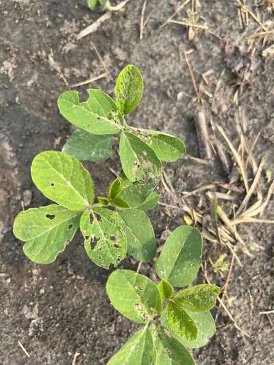 Up-close photo of soybean plant showing injury from beet armyworm
