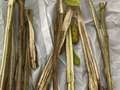 Soybean stem