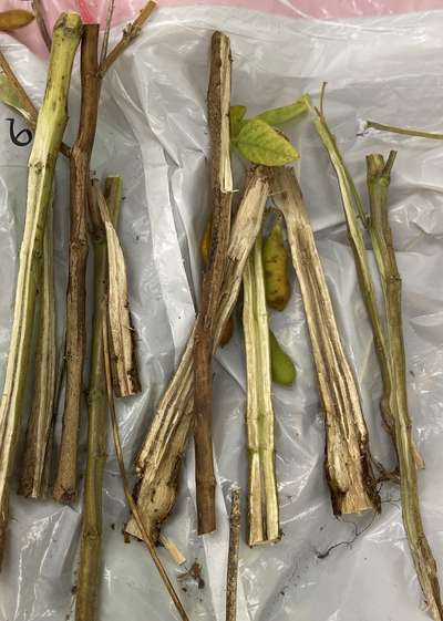Soybean stem