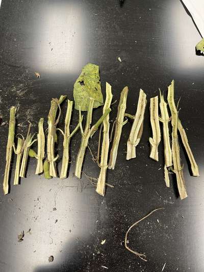 Soybean stems split in half lengthwise