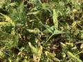 Soybean defoliated foliage by soybean looper