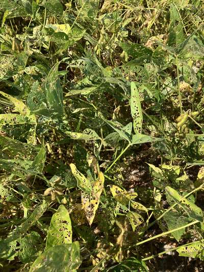Soybean defoliated foliage by soybean looper