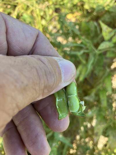 Soybean pod split in half