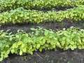 Broad view of multiple soybean plants showing pale yellow color throughout plant
