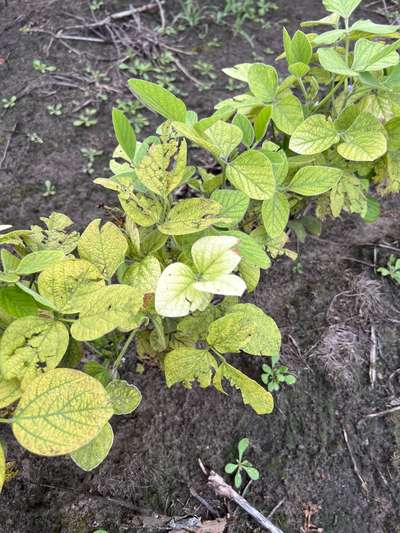 Up-close photo of soybean plant showing pale yellow leaves