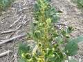 Broad photo of multiple soybean plants showing curled yellow leaves.