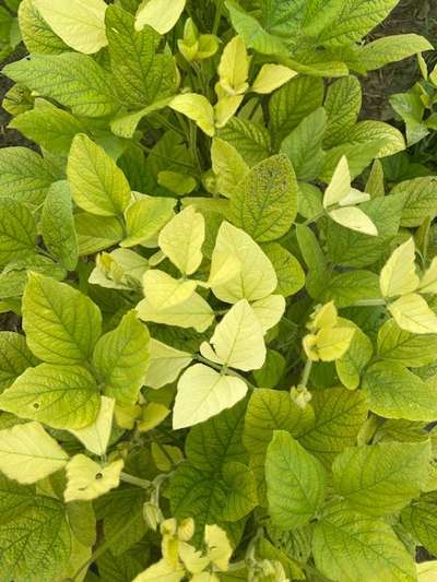 Soybean leaves