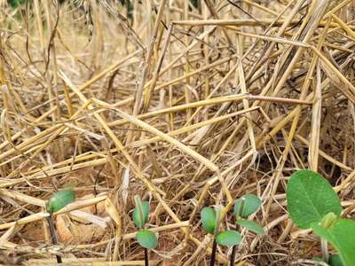 Side view of multiple soybean plants with deer feeding damage