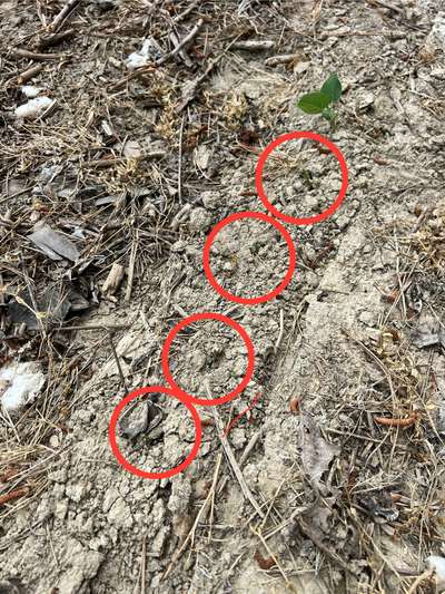 Photo of multiple soybean plants with some bitten at the stem and one whole plant still standing.
