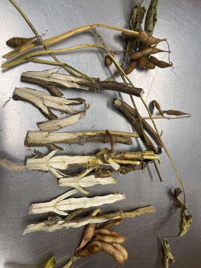 Soybean stems split in half lengthwise