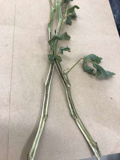 Soybean stems