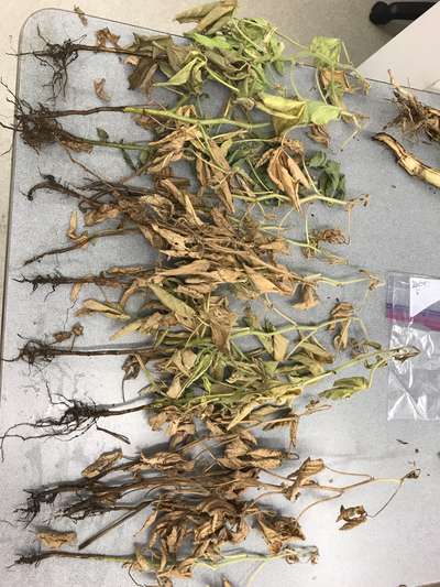 Soybean plants