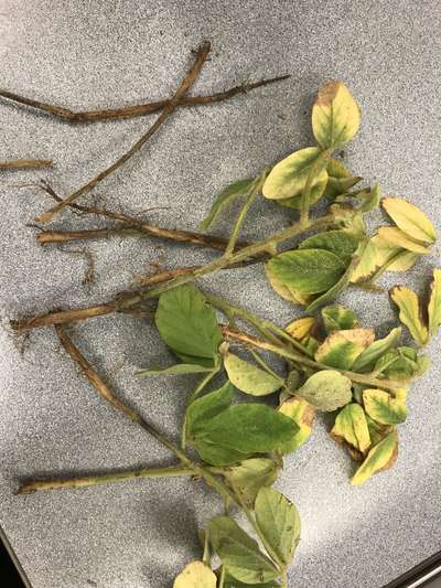 Soybean stems