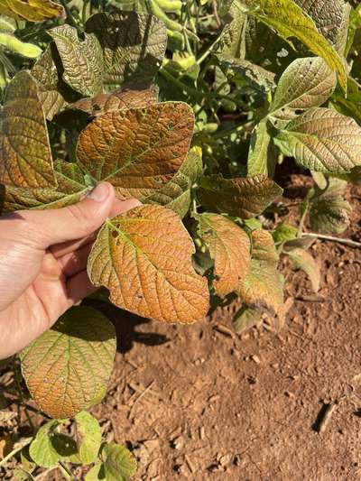 Up-close photo of soybean leaves with a bright orange bronze present
