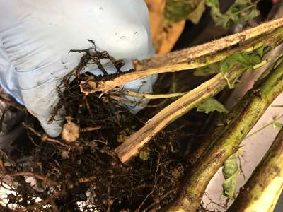 Soybean stem