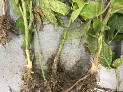 Soybean stems