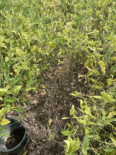 Soybean field