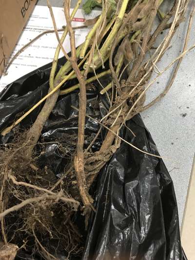 Soybean stems