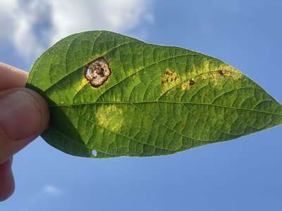 Soybean leaf