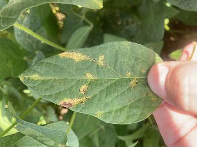 Soybean leaf