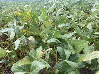 Soybeans in field