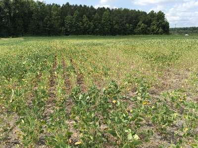 Soybean field