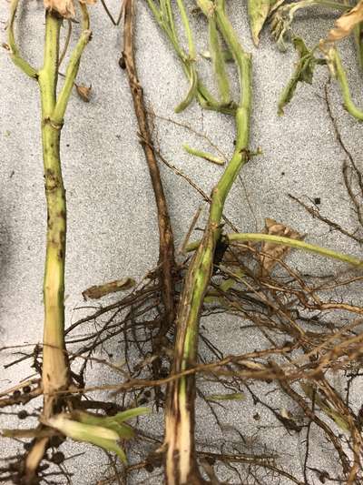 Soybean stems