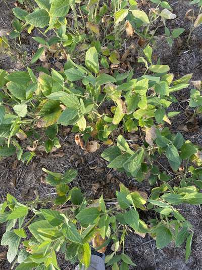 Soybean leaves